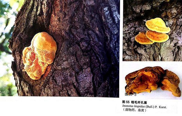 植物的肿瘤，是“大自然的净化器”，却成为人类肿瘤的克星