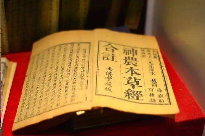 灰树花(上)——简介及有效成分