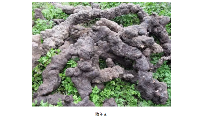 探寻药典古籍中的菌物药