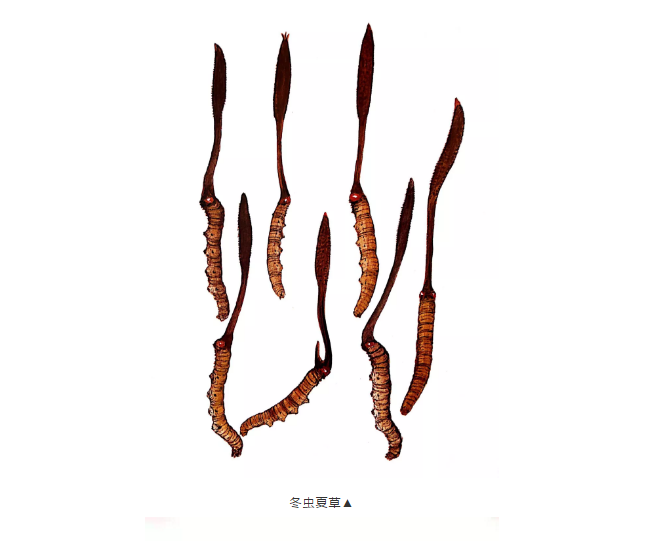 探寻药典古籍中的菌物药