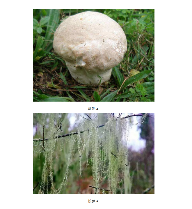 探寻药典古籍中的菌物药