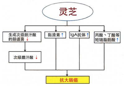 灵芝可降低大肠癌风险